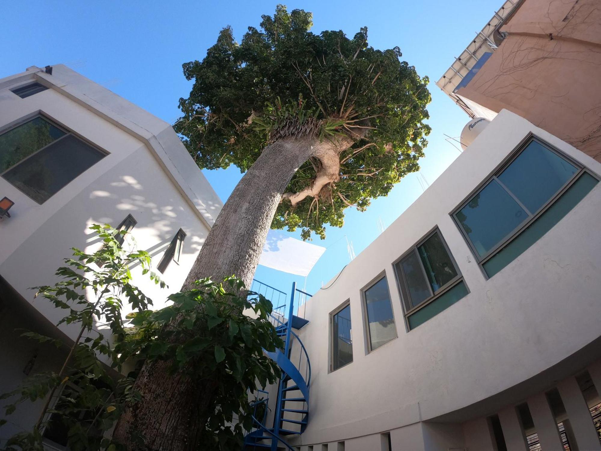 Casa Arbol De Paz Habitacion Doble ชาซาลา ภายนอก รูปภาพ